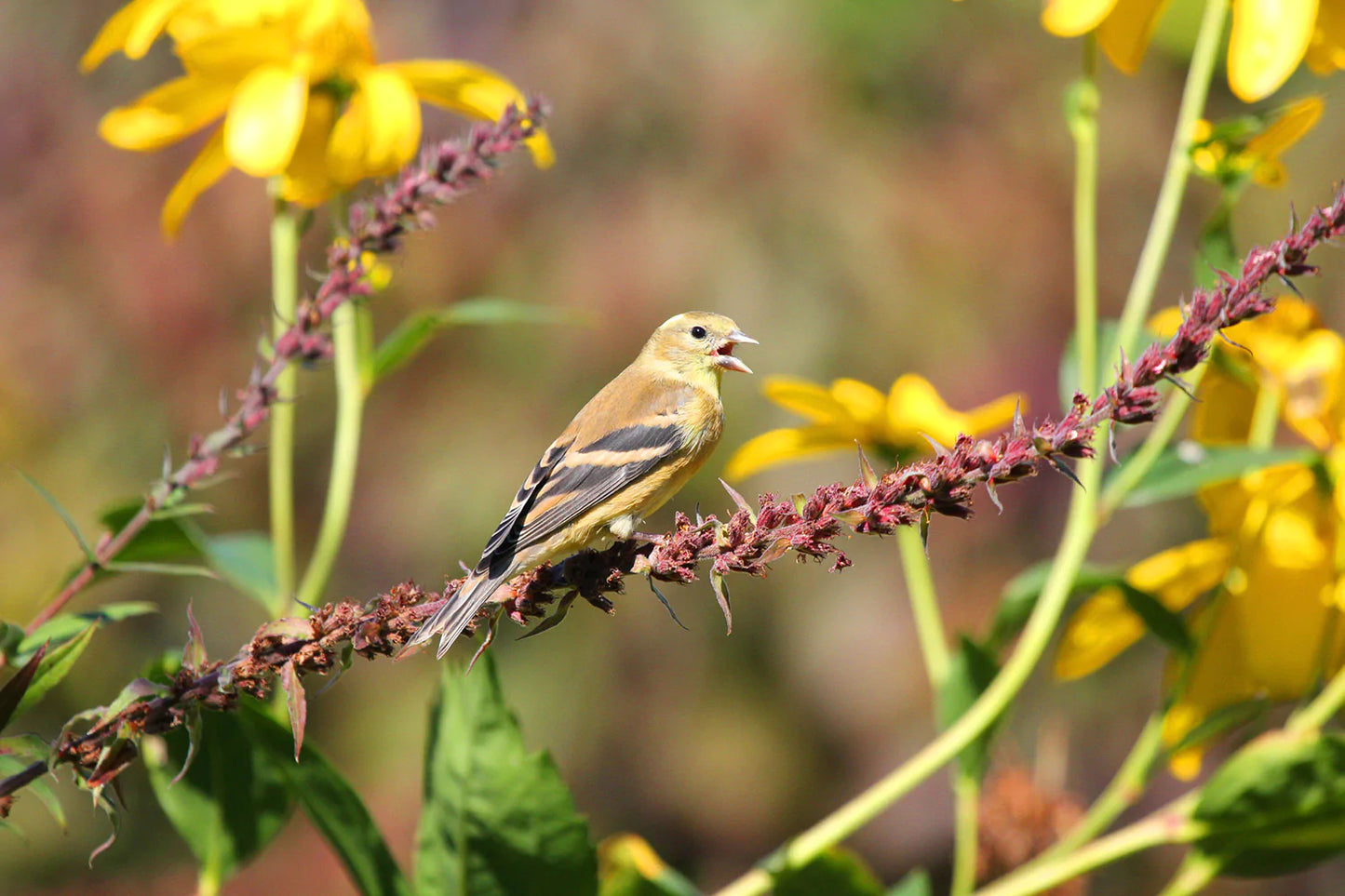 chardonneret-jaune1-AjS