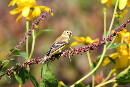 chardonneret-jaune1-AjS