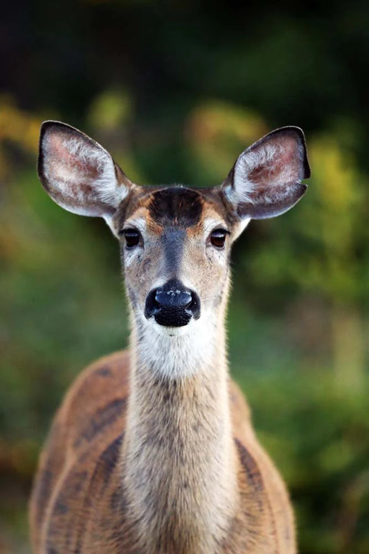 chevreuil-busteret-VPC