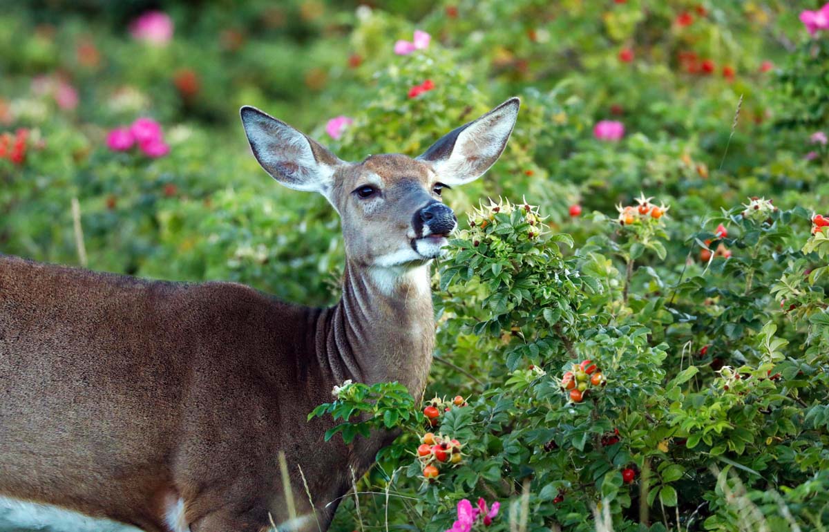 chevreuil-erosierssauvagesret-KJa