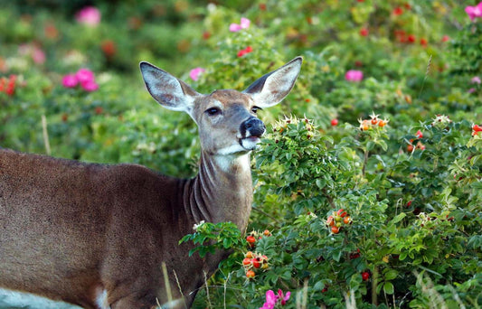 chevreuil-erosierssauvagesret-KJa