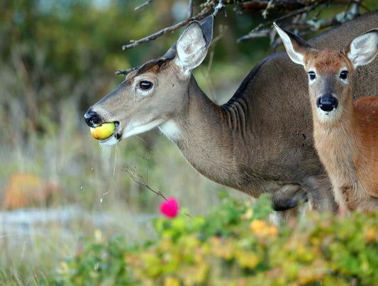 chevreuil-etpommerecret-Qtv
