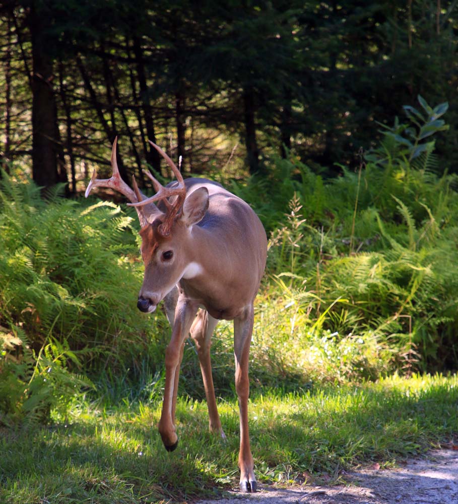chevreuil-jeuneetboisret-zYH