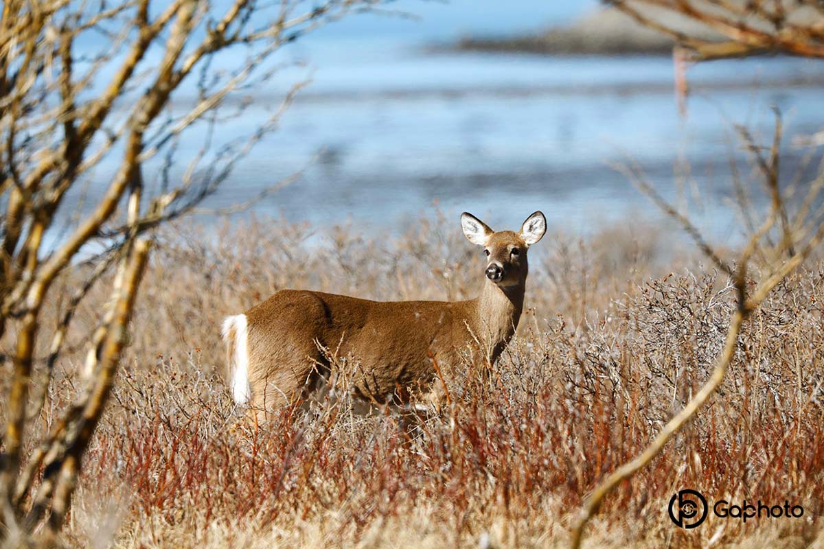 chevreuil-parcdubicaufleuve29avril2021ret-NIq