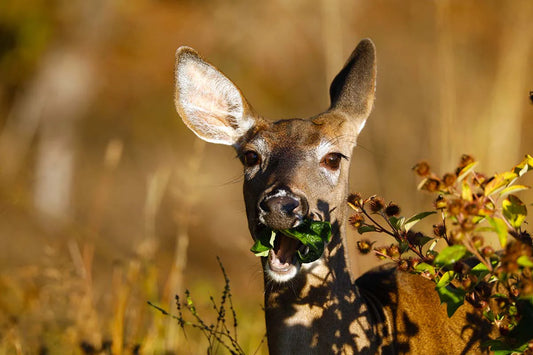 chevreuil-rigolo120septembre2020ret-kuq