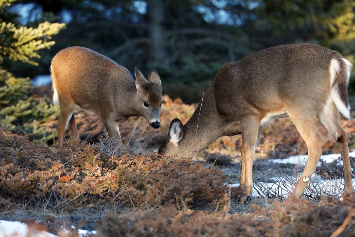 chevreuils-hiver2022-ZuI