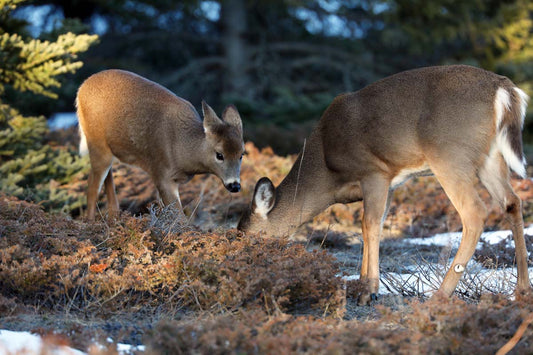 chevreuils-hiver2022-ZuI