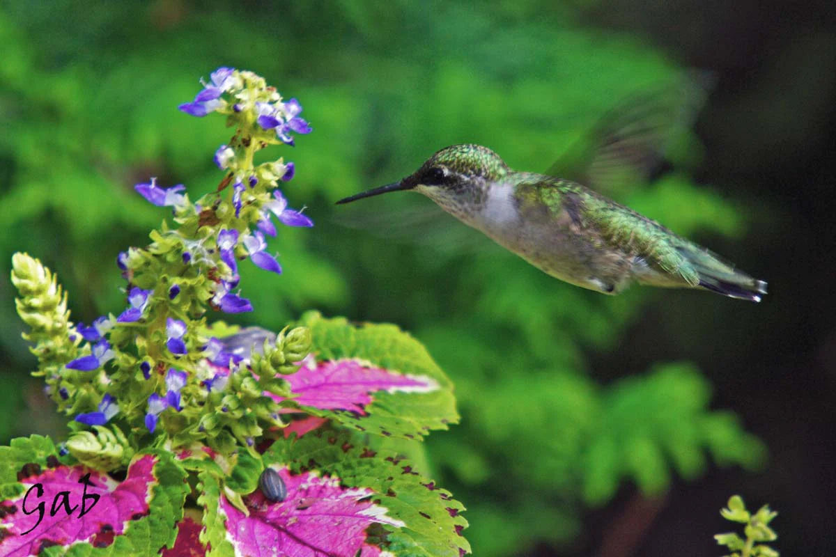 colibri-agorgerubisfemelle1retsatdiminueenivlum-avf