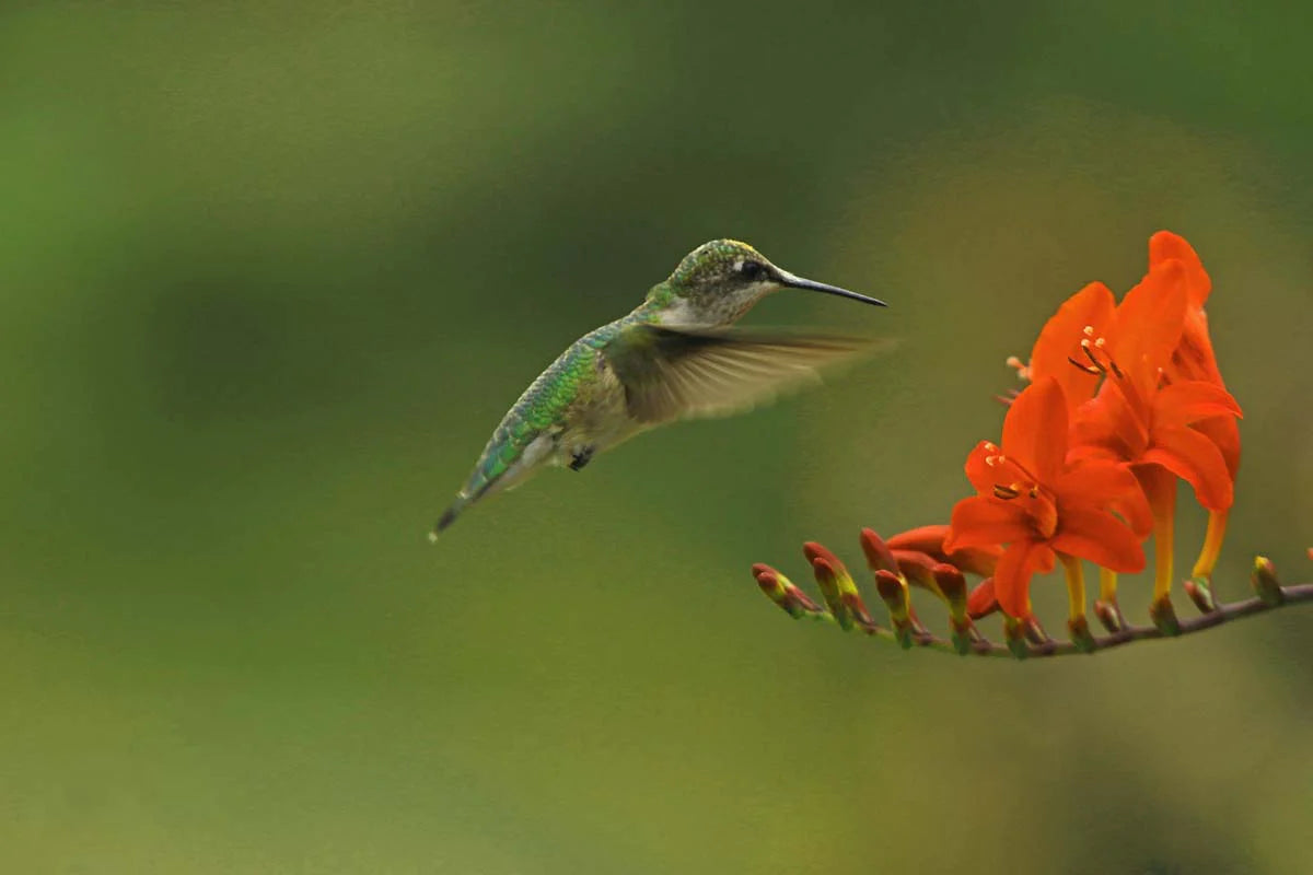 colibri-agorgerubisretoucheessai2-yAK