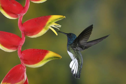 colibri-costarica2-pxU