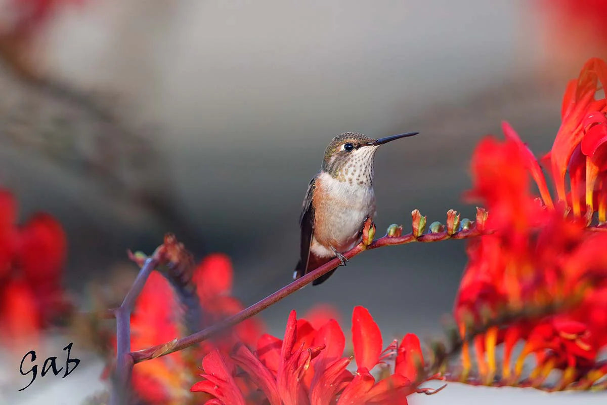 colibri-roux1coulautoniv-Dsk