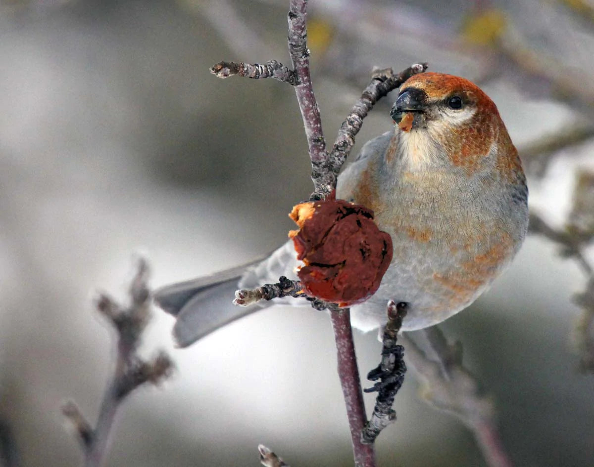 durbec-dessapinsfemelle4ret-xWt