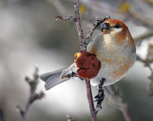 durbec-dessapinsfemelle4ret-xWt