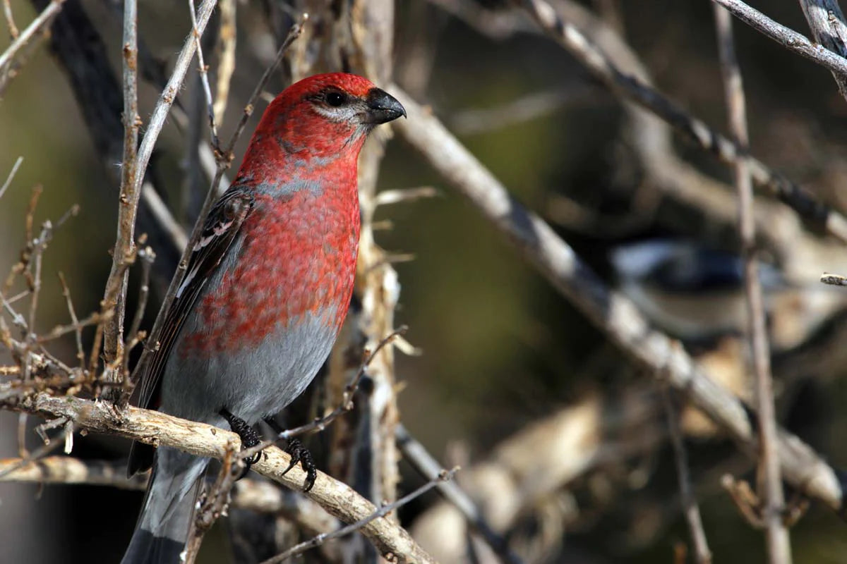 durbec-dessapinsmale1tonauto-SNh