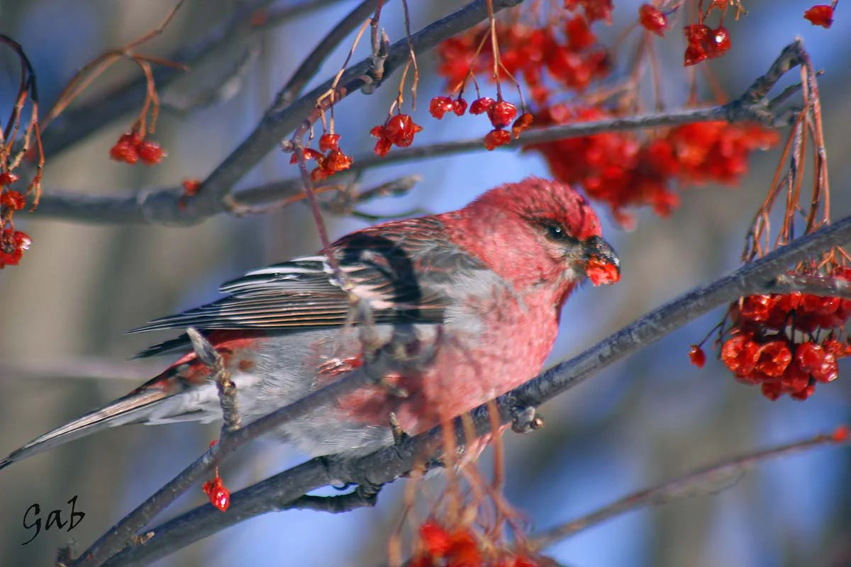 Impression photo Durbec des sapins mâle