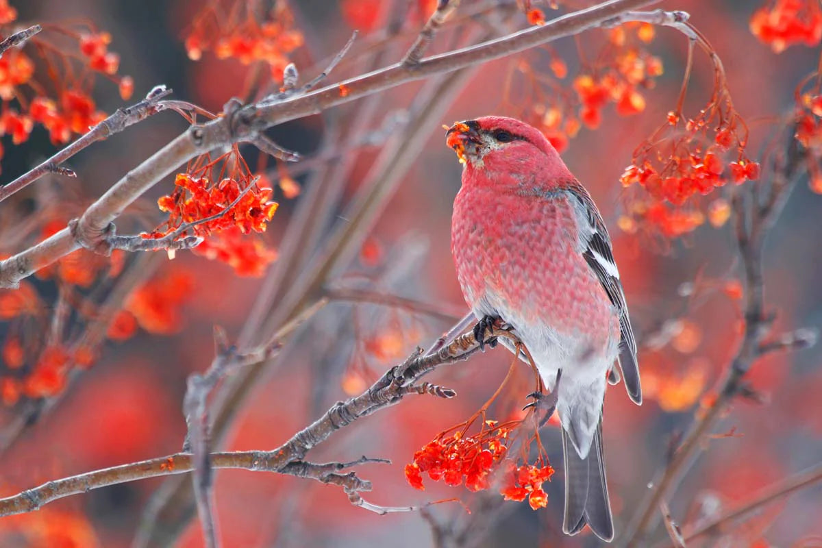 durbec-dessapinsmale3ret-ePK