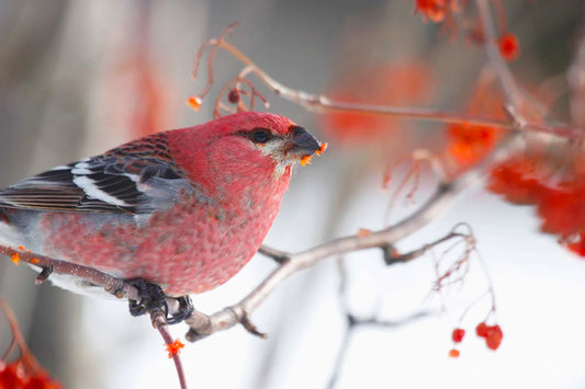 durbec-dessapinsmale5-zAX