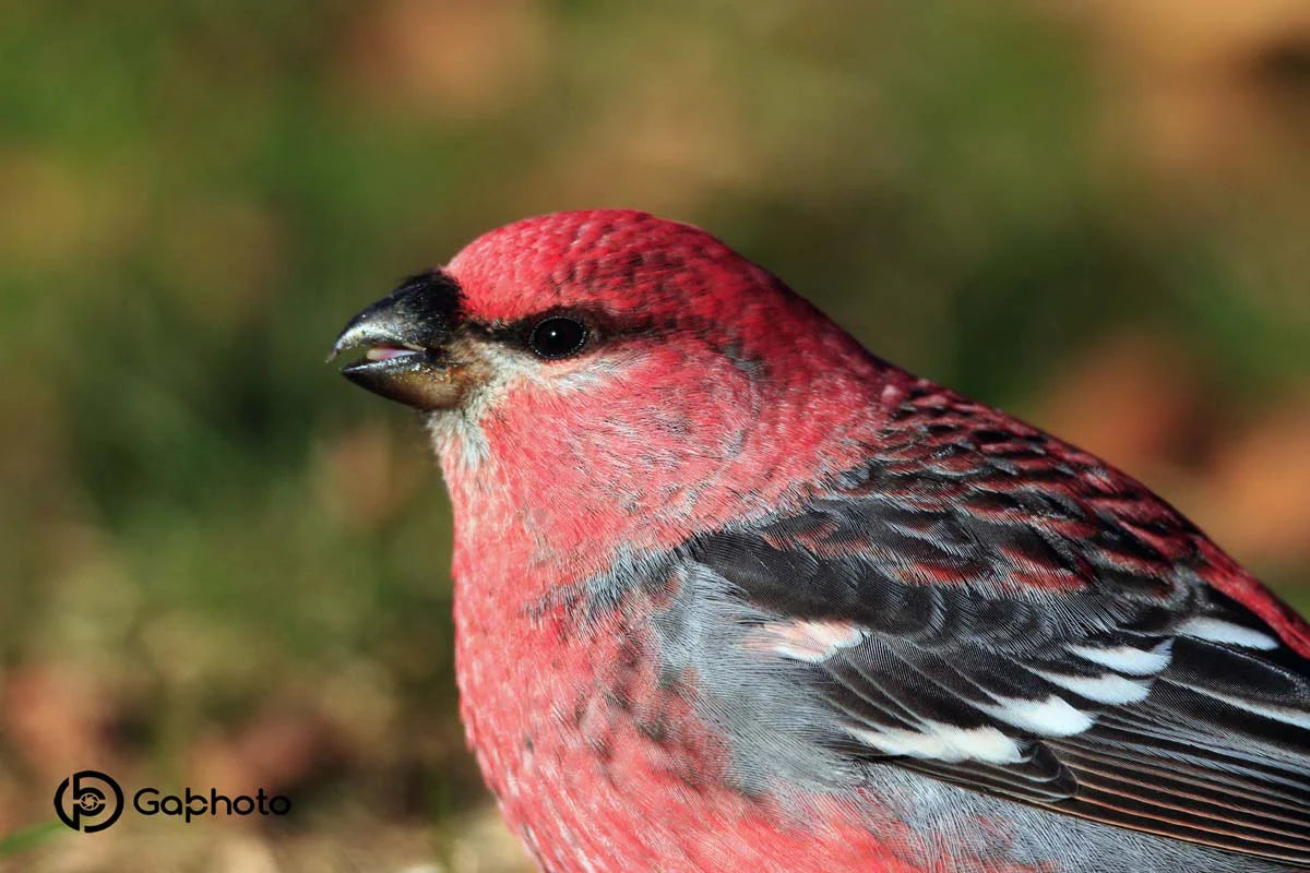 durbec-dessapinsmale6ret-eDw