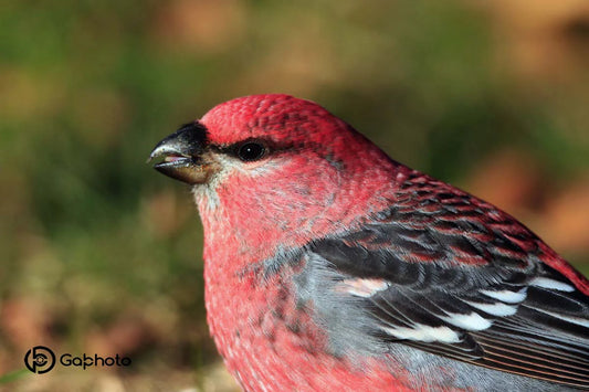 durbec-dessapinsmale6ret-eDw