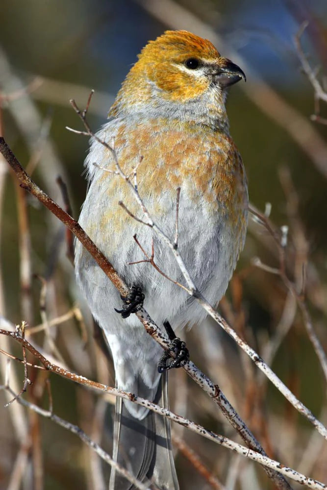 durbec-dessapinsmalejuvenile4ret-htp