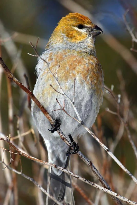 durbec-dessapinsmalejuvenile4ret-htp