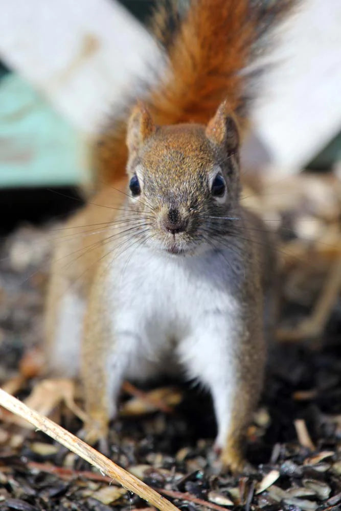 Photo print Red Squirrel