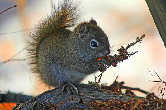 ecureuil-grignotantunebrancheret-uLS