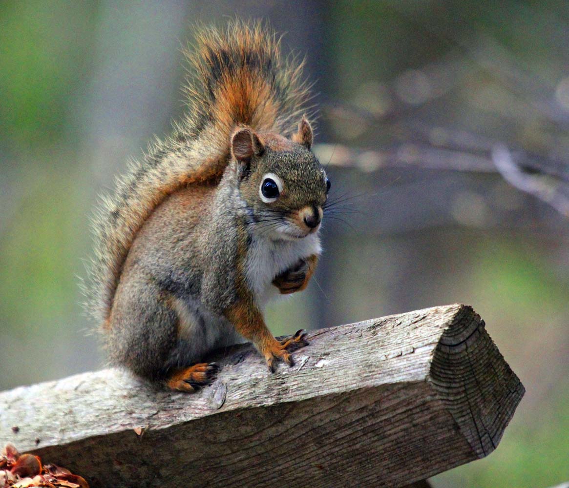 ecureuil-surpoutreret-HKW