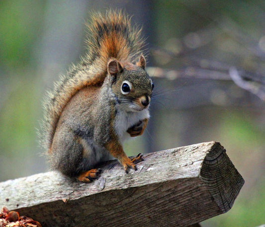 ecureuil-surpoutreret-HKW