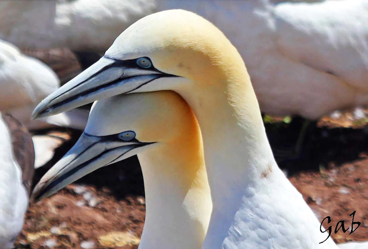 fou-debassantetesurteteret-IWf