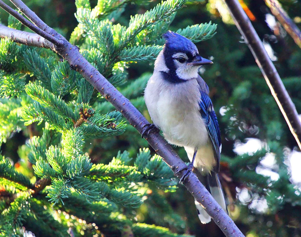 Impression photo Geai bleu