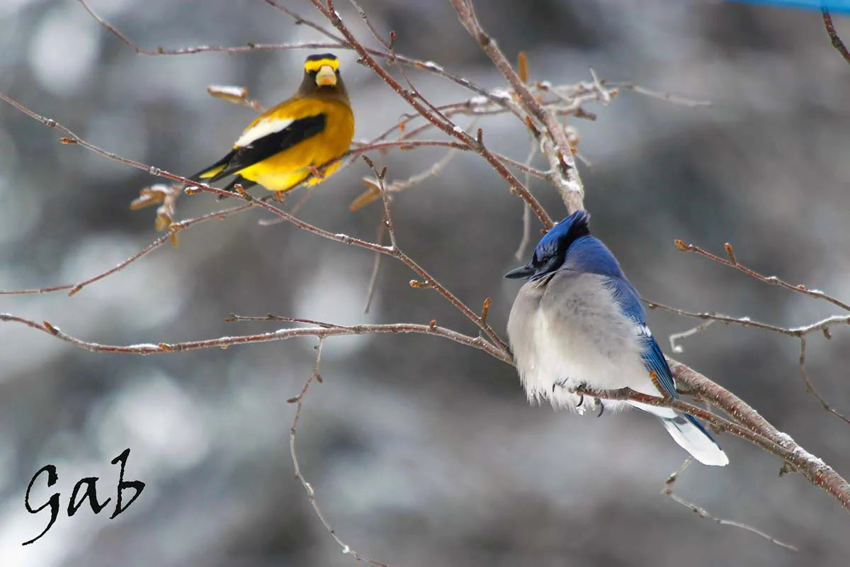 geai-bleuetgrosbec1ret-QkY