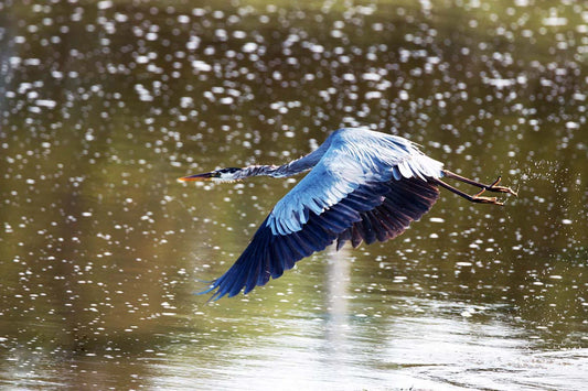 grand-heron1ret2-NIP