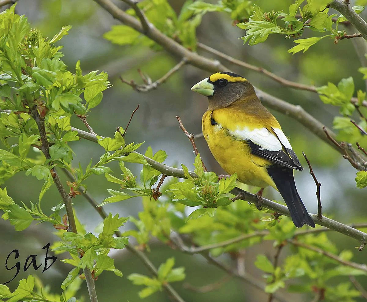 gros-bec-errantmale2-zmj