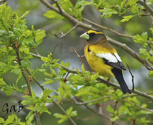 gros-bec-errantmale2-zmj