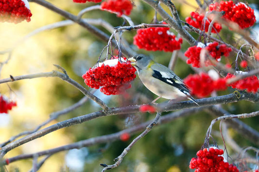 gros-becerrantfemelleret-fwl