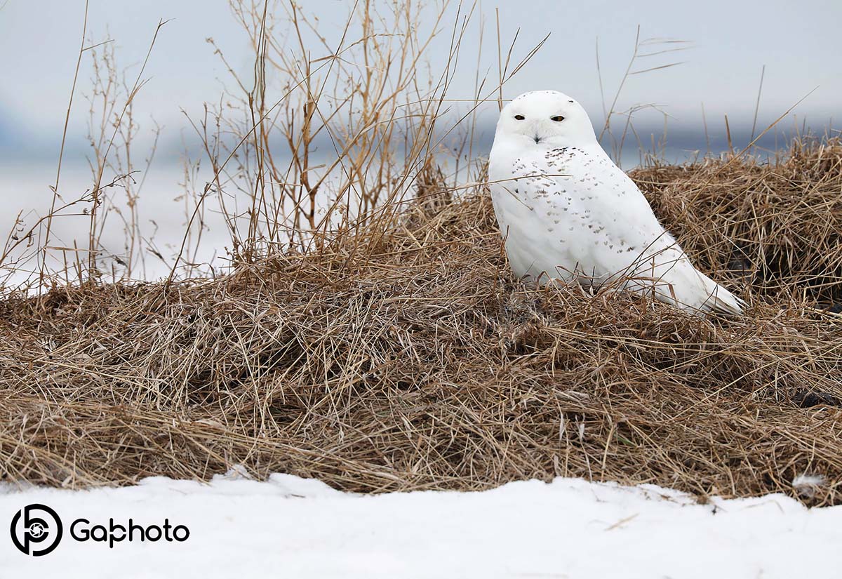 Snowy Owl 1 photo print