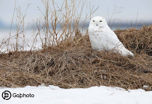 Snowy Owl 1 photo print