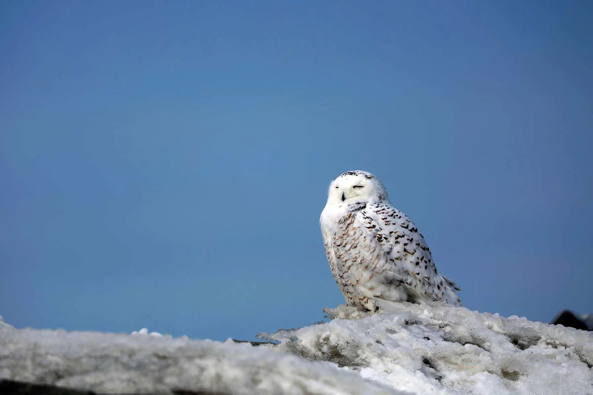 Snowy Owl 2 photo print
