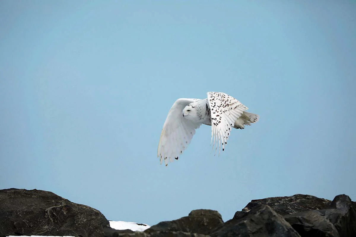 harfang-desneiges4ret-DdG