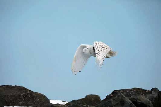 harfang-desneiges4ret-DdG