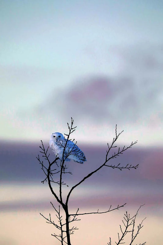 harfang-desneiges5ret-ztj