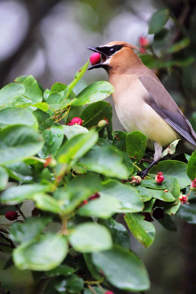 Impression photo Jaseur d'Amérique