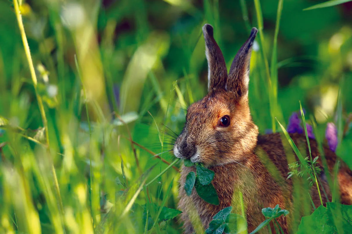 lievre-dameriqueret-Ozv