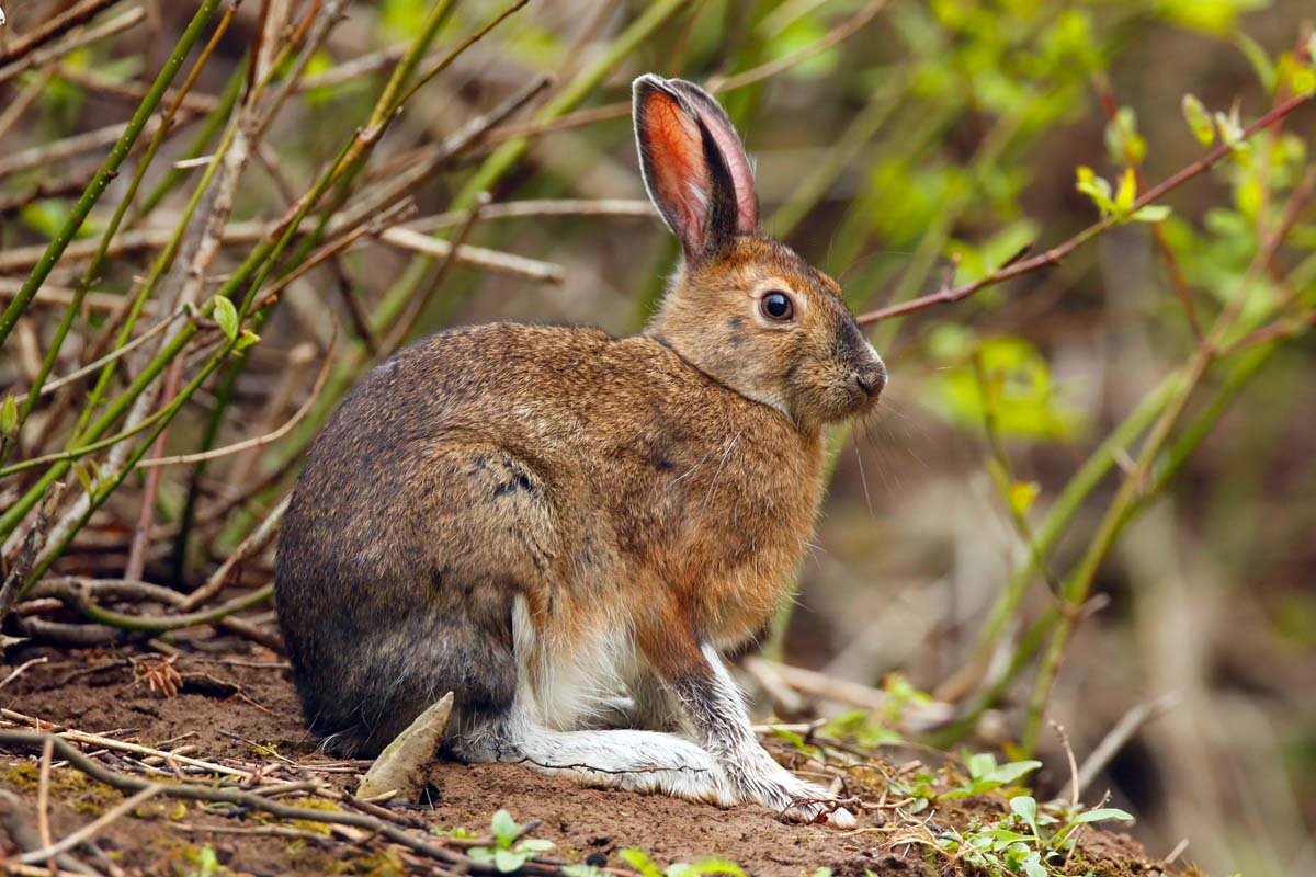 lievre-enmueforillonret-YYb