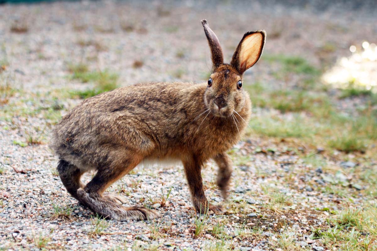 lievre-quitraverseret-aFs