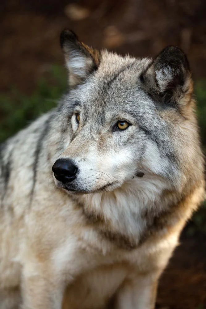 loup-grisregardret-FUK