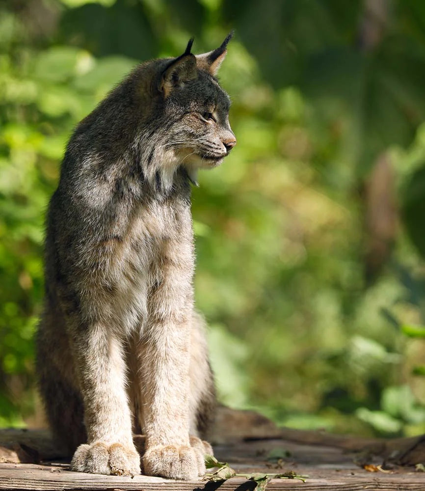 American Lynx 2 photo print