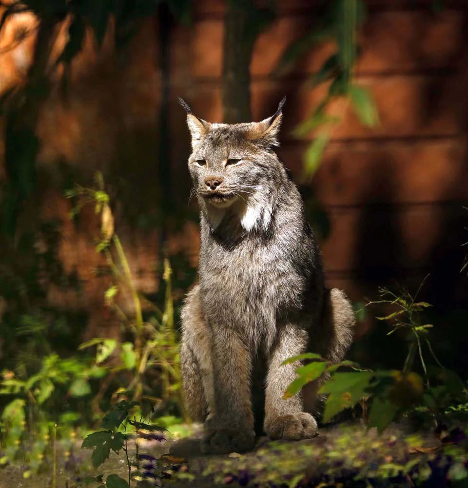 lynx-ducandafondorangeretrecfin-EKy