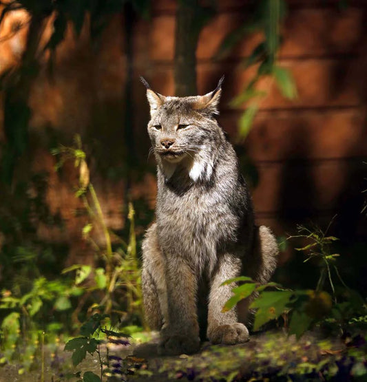 lynx-ducandafondorangeretrecfin-EKy